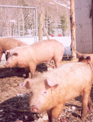 Pigs in outside pen