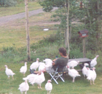 Allan with the turkeys